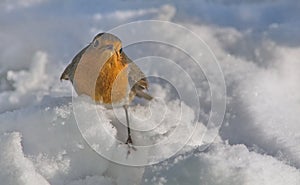 Robins foraging in the snow