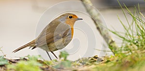 Robins in the forest of Mount Ulia, Euskadi photo