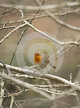 Robins in the forest of Mount Ulia, Euskadi photo