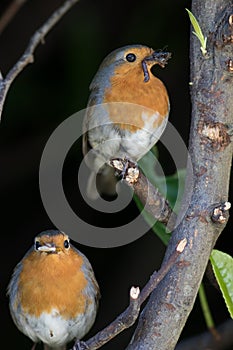 Robins. Male and female robin red breast garden birds with worms