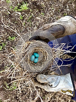 A robins nest