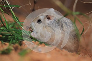 Roborovski dwarf hamster