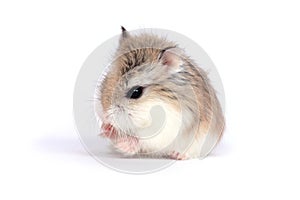 Roborovski hamster