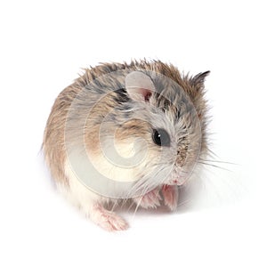 Roborovski hamster