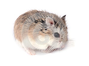 Roborovski hamster