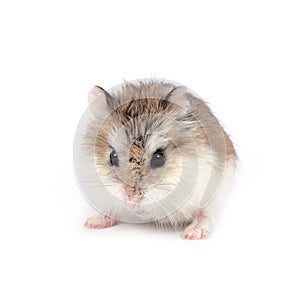 Roborovski hamster