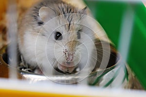 Roborovski hamster