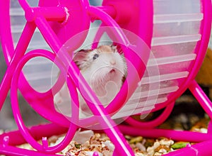 Roborovski hamster