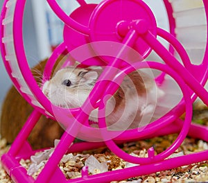 Roborovski hamster