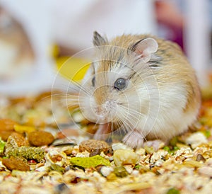 Roborovski hamster eating