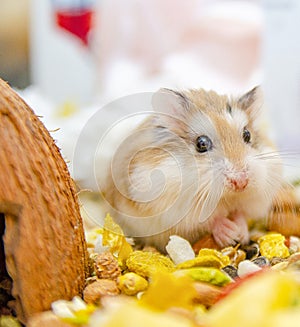 Roborovski hamster looking curious
