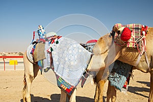 Robot camel racing