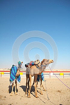 Robot camel racing