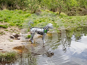 Robot dog standing in a pool of water