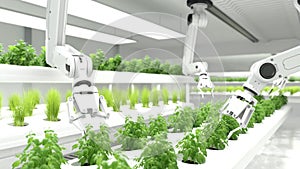 The robot is fertilizing the organic vegetable plot