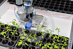 A robot in a greenhouse evaluates the quality of tomato seedlings using a sensor. Smart farming concept.