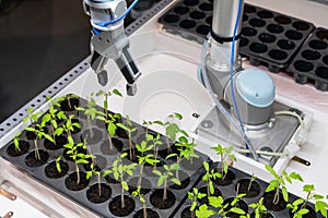A robot in a greenhouse evaluates the quality of tomato seedlings using a sensor. Smart farming concept.