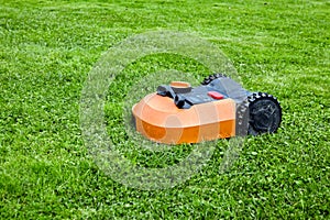 Robot lawn mower cuts green grass on the lawn