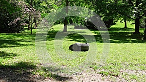 Robot lawn mower in green grass meadow operating alone.