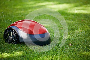 Robot lawn mower on summer meadow in the garden