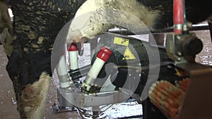 The robot, without the presence of a person, independently puts the milking cups of the device for automatic milking on the teats