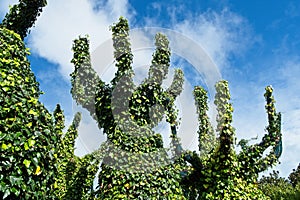 Robot Trees at the Surrealist Garden, Hamilton Gardens, Hamilton, New Zealand, NZ