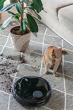 Robot vacuum cleaner cleaning dirty carpet and cat home next to plant