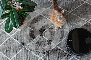 Robot vacuum cleaner cleaning dirty carpet and cat home next to plant