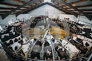 Robotic automatic industrial milking rotary system in modern diary farm. Carousel milking parlor