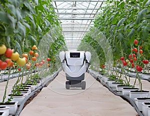 A robotic device in a greenhouse, autonomously moving between rows of tomato plants photo