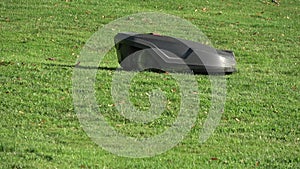 Robotic lawn Mower cut summer grass