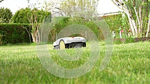 A robotic lawn mower cuts young green grass on the lawn.