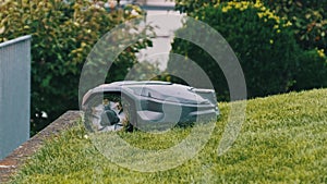 Robotic Lawn Mower Moving Across Lawn, Robot Cuts Green Grass in the Backyard