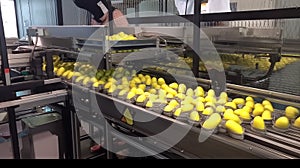 Robotics in the food industry, conveyor, packaging