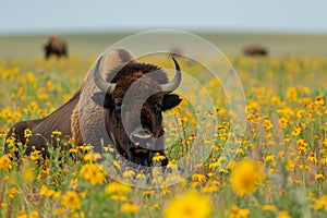 Robust American bison summer. Generate Ai