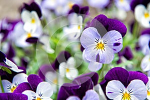 Robust and blooming. Garden pansy with purple and white petals. Hybrid pansy. Viola tricolor pansy in flowerbed. Pansy