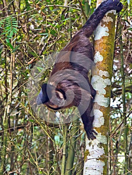 Robust Capuchin Monkey - Sapajus Apella