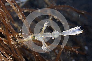 Robust Ghost pipe fish