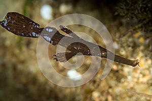 robust ghost pipefish