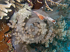 Robust Ghost Pipefish