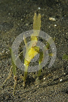 Robust ghost pipefish