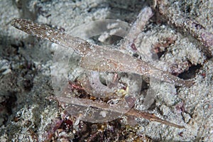 Robust Ghost Pipefish