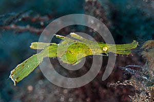 Robust Ghost Pipefish photo