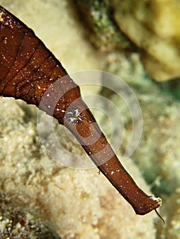 Robust Ghost Pipefish Solenostomus cyanopterus.