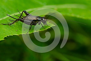 Robust Ground Cricket - Genus Allonemobius