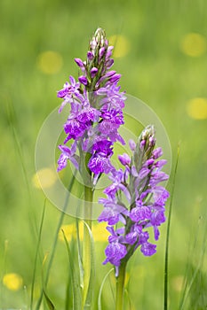 robust marsh orchid flowers (Dactylorhiza elata) on a meadow with blurred background