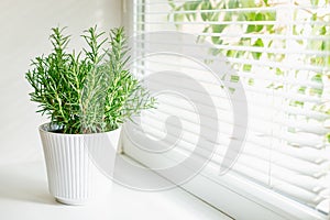 A robust rosemary plant housed in a white ribbed pot, positioned on a windowsill and illuminated by gentle natural light