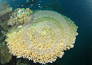 Robust table coral