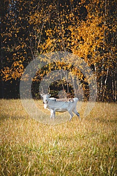 Robust white Rangifer tarandus in Lapland, northern Finland. Typical Finnish Reindeer animal for meat and breeding. Rare animal