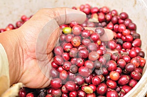 Robusta berries in plastic bag.